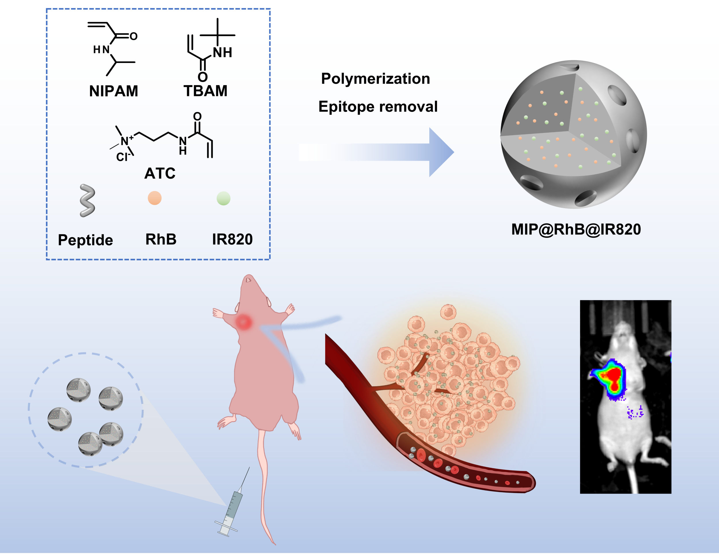吕永琴生物与化学交叉研究实验室的最新成果《Epitope-Imprinted Polymer Nanoparticles Enable Selective Recognition of Filamentous Vimentin for Tumor Imaging In Vivo》在Advanced Healthcare Materials期刊正式在线发表！