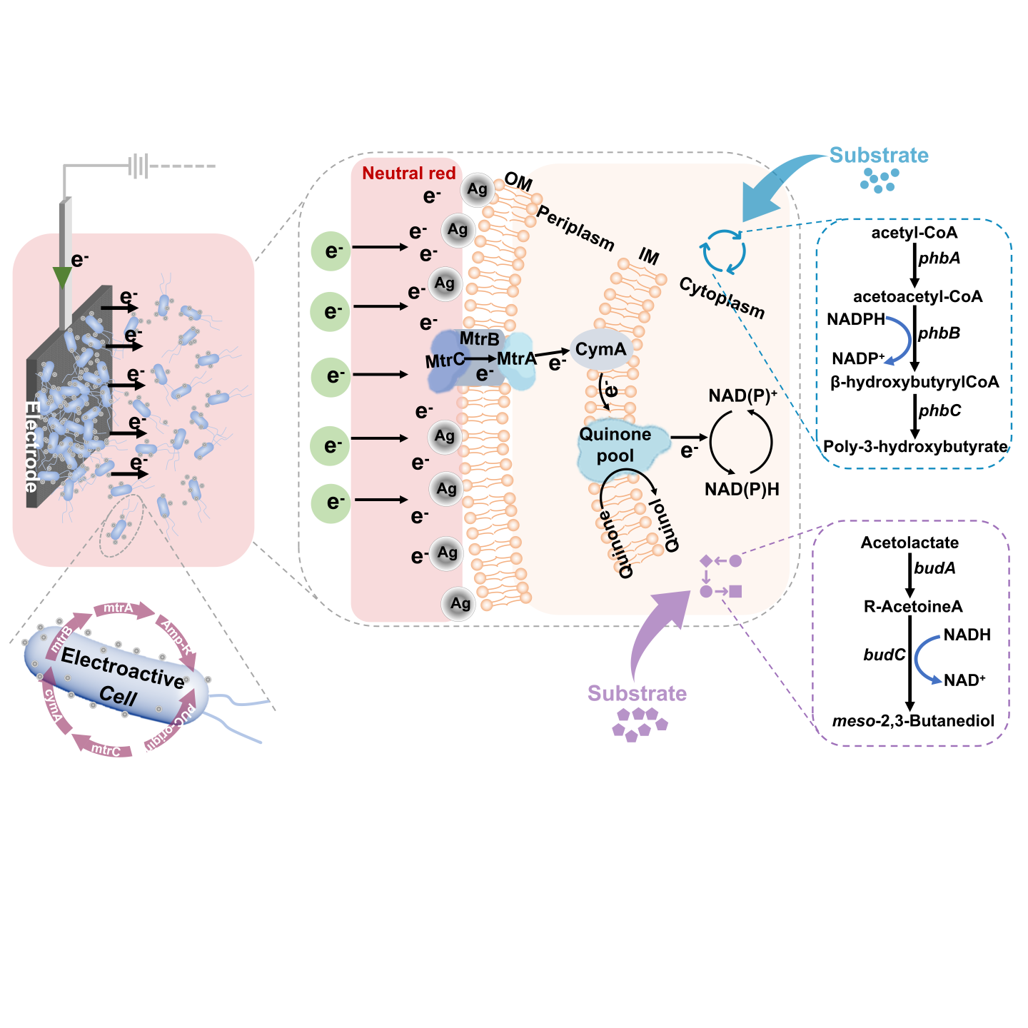 吕永琴生物与化学交叉研究实验室的最新成果《Spatial organization of biohybrids governs electron utilization in microbial electrosynthesis》在Journal of Energy Chemistry期刊正式在线发表！