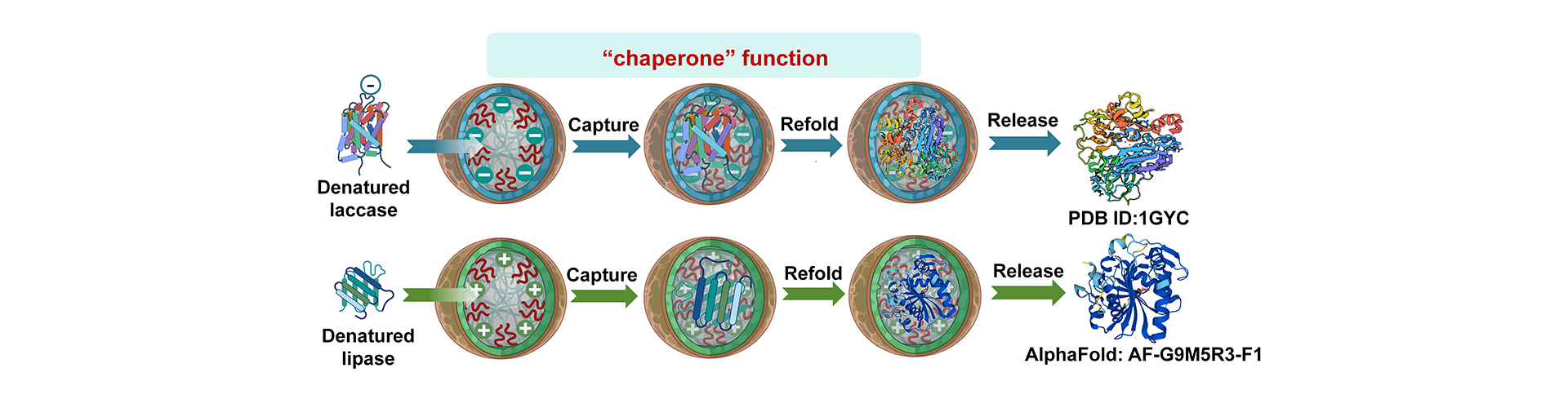 恭喜博士生李燕在国际高水平期刊Proceedings of the National Academy of Sciences of the United States of America发表题为"Engineered polymer nanoparticles as artificial chaperones facilitating the selective refolding of denatured enzymes"的文章